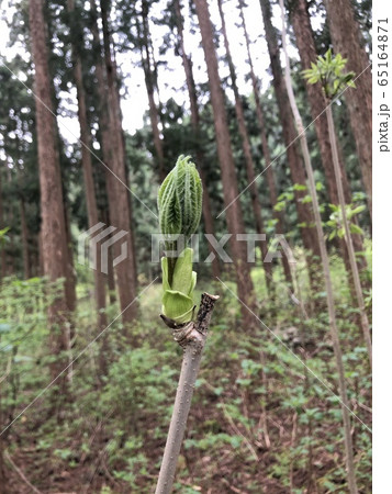 コシアブラ Eleutherococcus sciadophylloides コシアブラ Eleutherococcus sciadophylloides 65164871