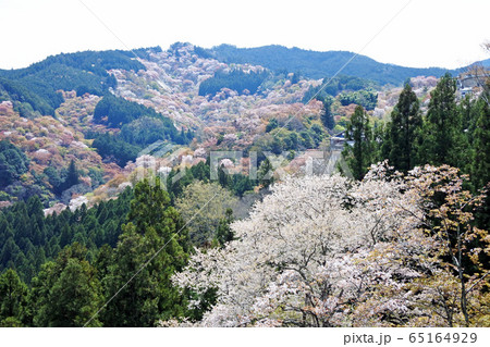 吉野山 一目千本桜 吉野山 一目千本桜 65164929