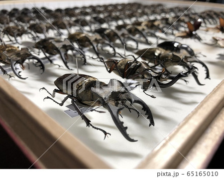ミヤマクワガタ Lucanus maculifemoratus 標本 ミヤマクワガタ Lucanus maculifemoratus 標本 65165010