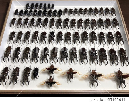 ミヤマクワガタ Lucanus maculifemoratus 標本 65165011