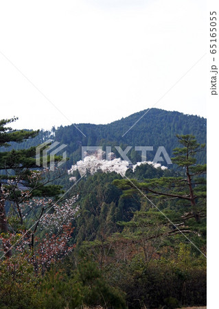 吉野山　奥千本桜 65165055