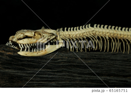 Close up head bone snake for pattern bone snake on Close up head bone snake for pattern bone snake on 65165751