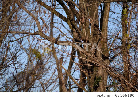 枯れ木とヒヨドリ  65166190