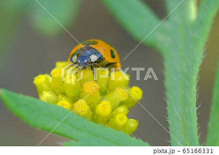 テントウムシの生活圏 65166331