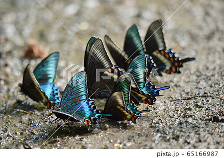 給水行動をするミヤマカラスアゲハ(北海道) 給水行動をするミヤマカラスアゲハ(北海道) 65166987