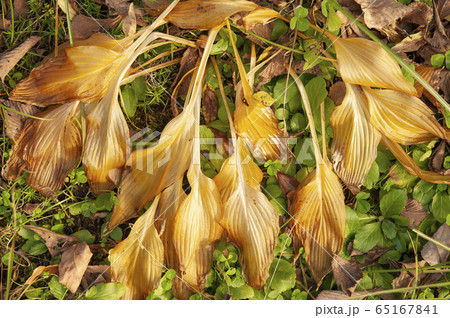 ギボウシの枯葉 65167841