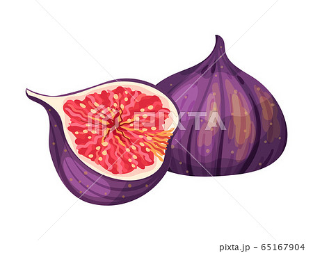 Cross Section of Fig Fruit Showing Bright Flesh with Small Seeds Inside Vector Illustration 65167904