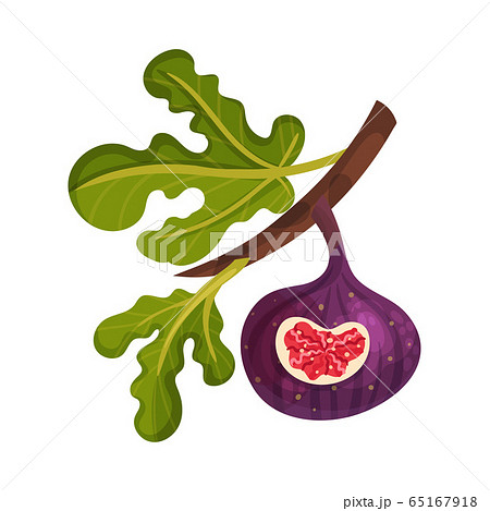 Whole Fig Fruit Hanging From Tree Branch with Cutout Piece Showing Bright Flesh with Small Seeds Inside Vector Illustration 65167918