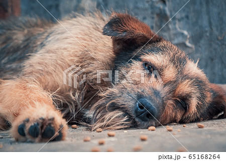 Lonely stray dog lying on the floor in shelter, 65168264