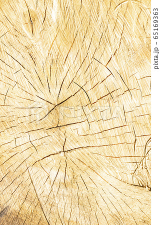 Log surface structure. Stumps and logs. Log surface structure. Stumps and logs. 65169363