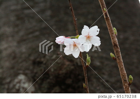 公園の片隅にそっと咲く桜 65170238