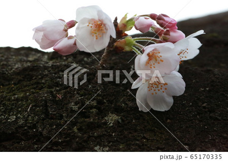 公園の片隅にそっと咲く桜 65170335