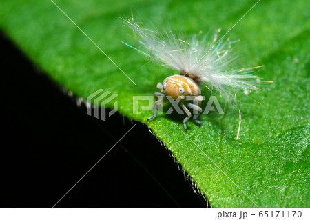 ベッコウハゴロモの幼虫 ベッコウハゴロモの幼虫 65171170
