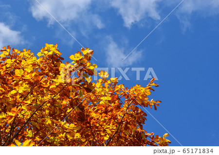 朴の木の紅葉 朴の木の紅葉 65171834
