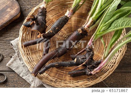 Whole comfrey roots with young leaves collected in 65171867