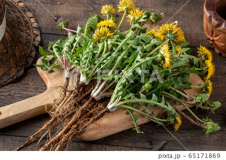 Whole dandelion plant with root 65171869
