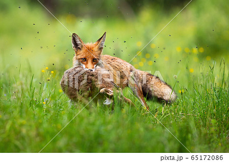 Cruel red fox holding caught hare in mouth and facing camera in green grass. Cruel red fox holding caught hare in mouth and facing camera in green grass. 65172086