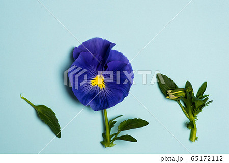 Viola violet flower in blossom arrangement with Viola violet flower in blossom arrangement with 65172112
