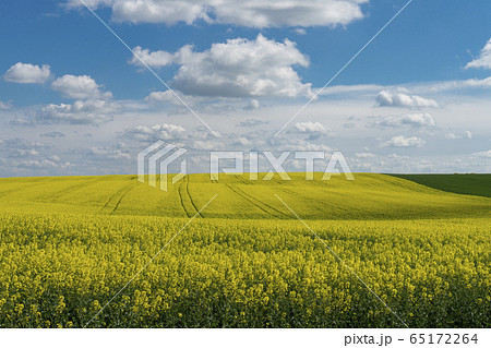Flowering field of bright yellow rapeseed or colza Flowering field of bright yellow rapeseed or colza 65172264