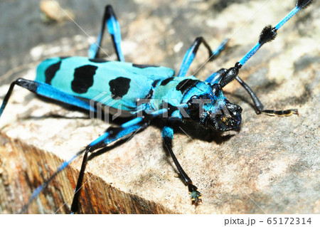 ルリボシカミキリ ルリボシカミキリ 65172314