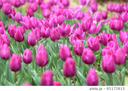 [定額] 横浜市のチューリップ畑のチューリップ ( tulip / lale ) 65172613