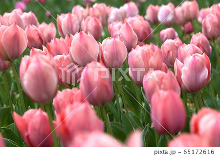 [定額] 横浜市のチューリップ畑のチューリップ ( tulip / lale ) 65172616