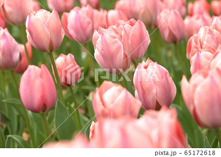 [定額] 横浜市のチューリップ畑のチューリップ ( tulip / lale ) 65172618