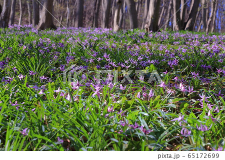 三毳山のカタクリの群生 (Katakuri / Dogtooth violet) 三毳山のカタクリの群生 (Katakuri / Dogtooth violet) 65172699