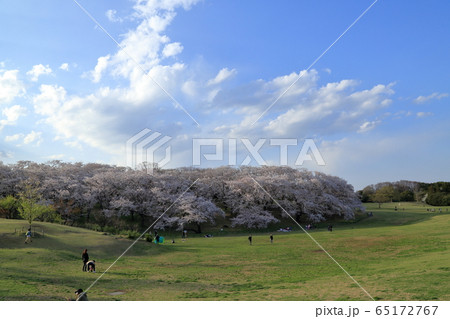 根岸森林公園の満開の桜 神奈川県 横浜市 中区 の写真素材