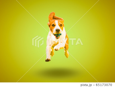Happy and a little crazy beagle dog jumping and 65173070