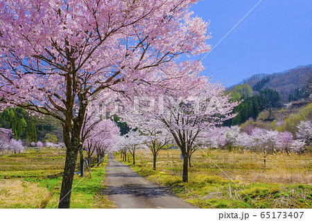 明川桜の山里 明川桜の山里 65173407