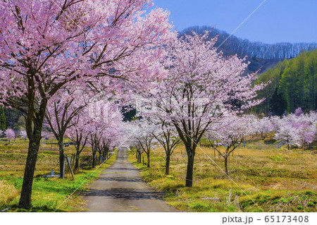 明川の桜並木の里 明川の桜並木の里 65173408
