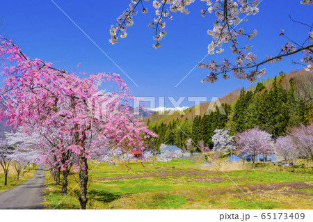 桜の山里と雪山 桜の山里と雪山 65173409