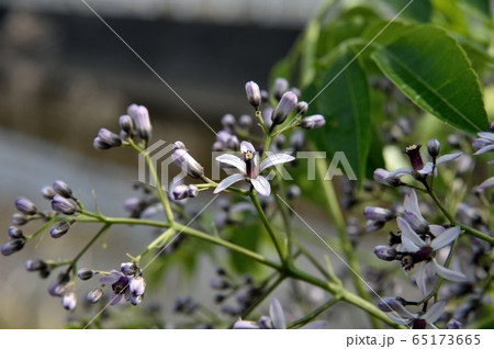 センダンの花 センダンの花 65173665