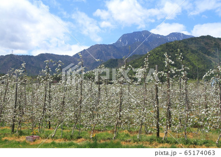 安曇野の5月 リンゴの花咲くころ 安曇野の5月 リンゴの花咲くころ 65174063
