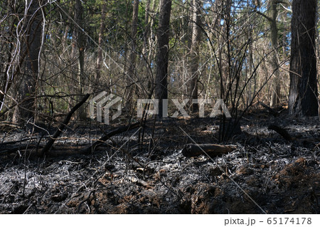 森林火災の現場 森林火災の現場 65174178