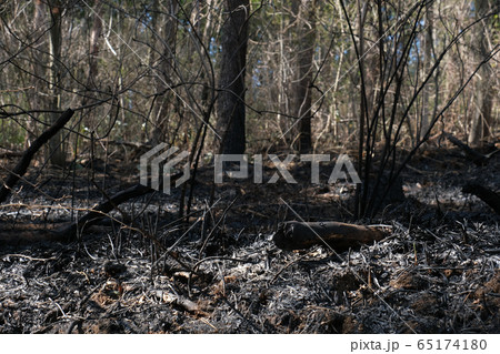 森林火災の現場 65174180