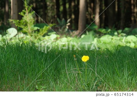 たんぽぽ 65174314