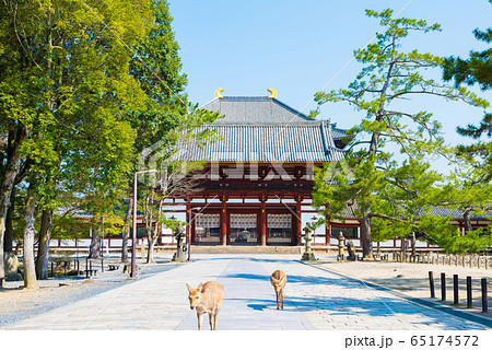 東大寺 中門と境内風景 鹿 （奈良県奈良市） 65174572