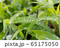 水滴 65175050