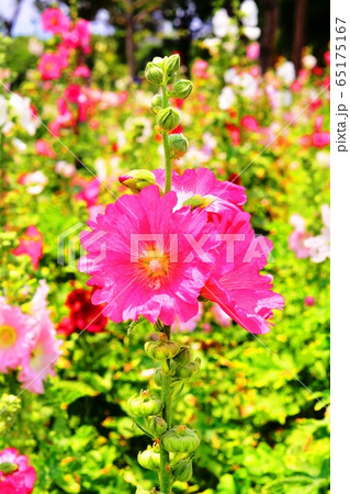 立葵 ホリホック 花葵 65175167