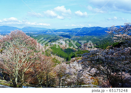 吉野山 花矢倉展望台 千本桜 吉野山 花矢倉展望台 千本桜 65175248