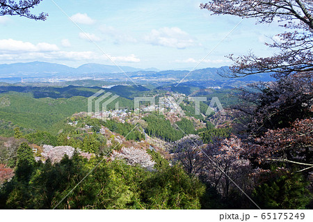 吉野山　花矢倉展望台　千本桜 65175249