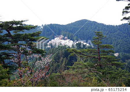 吉野山 奥千本桜 吉野山 奥千本桜 65175254