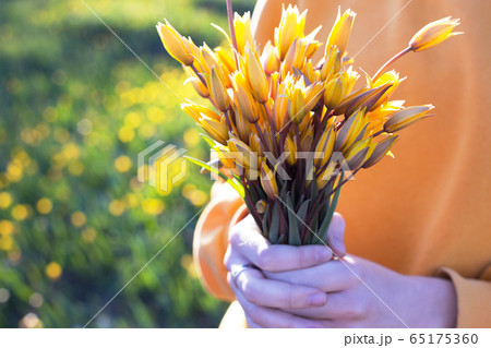 girl holding a bouquet of tulips girl holding a bouquet of tulips 65175360