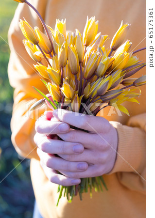 girl holding a bouquet of tulips girl holding a bouquet of tulips 65175361