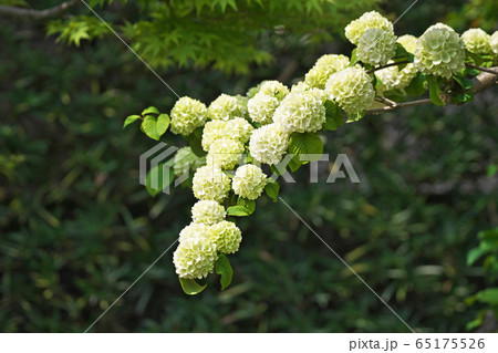 まだ緑色のオオデマリの花 まだ緑色のオオデマリの花 65175526
