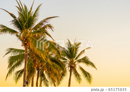 Beautiful tropical palm tree around beach sea ocean at sunset or sunrise 65175835