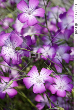 ムギナデシコの花 65175861