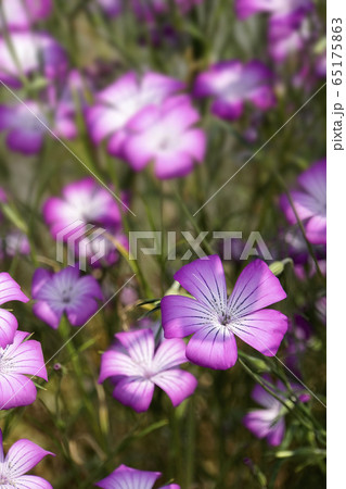 ムギナデシコの花 65175863